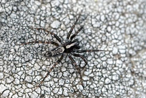 Réf. 302 784 : Textrix denticulata